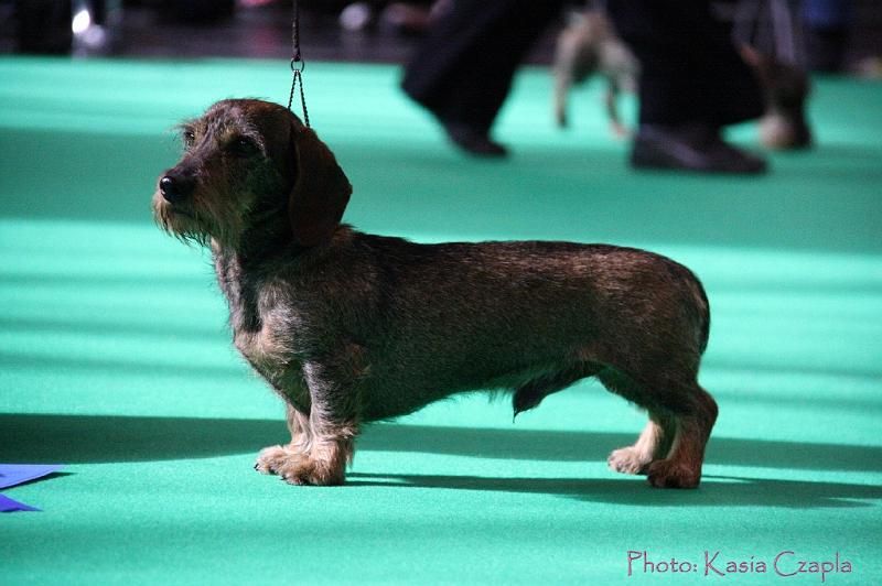 Crufts2011_2 816.jpg